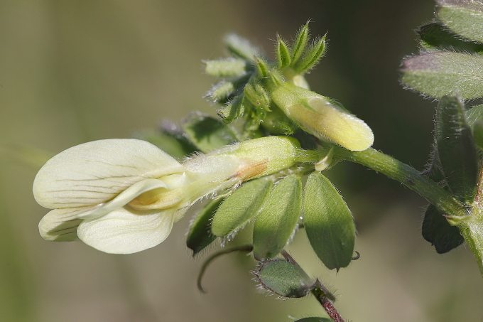 Vicia hybrida (Fabaceae)